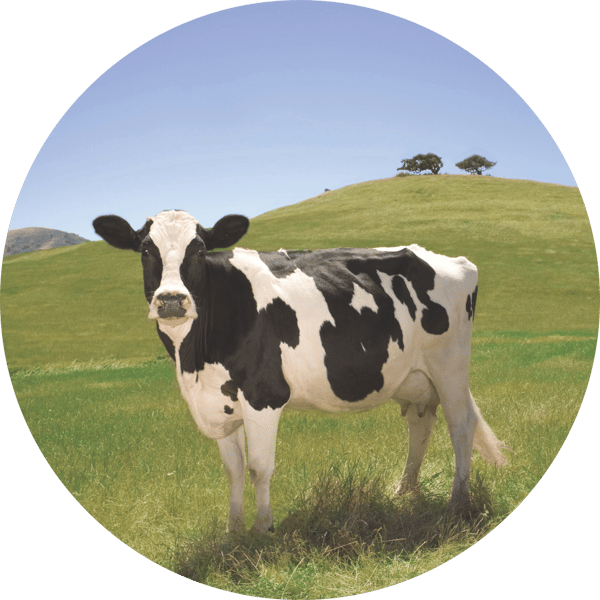 cow glory cow glory